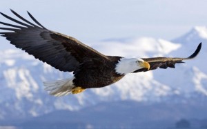 eagle-vision